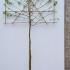 Malus Floribunda Pleached Crab Apple Tree  3.5 m buy online UK.