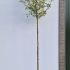 Malus Golden Hornet Full Standard Crab Apple Tree 3-3.5 m buy online UK.