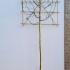 Malus John Downie Pleached Crab Apple Tree 3.3 m buy online UK.