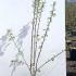 Malus John Downie Standard Crab Apple Tree 1-1.25 m buy online UK.