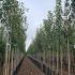 Malus John Downie Standard Crab Apple Tree 3-3.5 m buy online UK.