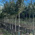 mms 3.5-4 m buy online UK.
