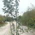 Malus Professor Sprenger Crab Apple 1.5-1.75 m buy online UK.