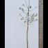 Malus Red Sentinel Crab Apple Tree 2.25-2.75 m buy online UK.