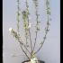 Malus Red Sentinel Crab Apple Tree 1-1.25 m buy online UK.