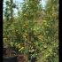 Malus Red Sentinel Crab Apple Tree 2.5-3 m buy online UK.