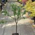 Malus Red Sentinel Crab Apple Tree 80-90 cm buy online UK.