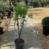Malus Red Sentinel Crab Apple Tree 90-100 cm buy online UK.