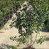 Malus Red Sentinel Crab Apple Tree 1.75-2 m buy online UK.
