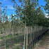 mrsca 2.5-3 m buy online UK.