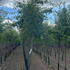mrsca 3-3.5 m buy online UK.