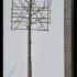 Malus Red Sentinel Pleached Crab Apple Tree 3.5 m buy online UK.