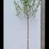 Malus Sylvestris Common Crab Apple 3.5-4 m buy online UK.