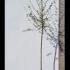 Malus Toringo Brouwers Beauty Crab Apple 2.5-3 m buy online UK.