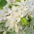 Malus Toringo Brouwers Beauty Crab Apple, a very small tree with a semi-weeping habit. Masses of white flowers in spring & small red or yellow fruits in autumn