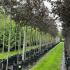 Malus Toringo Scarlett Crab Apple 3-3.25 m buy online UK.