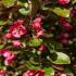 Malus Toringo Scarlett Crab Apple, one of the best bronze-leaved ornamental crab-apple varieties. 
