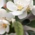 Malus Toringo, Malus Sieboldii Toringo Crab Apple, small deciduous tree with beautiful blossom and copious crab apple fruits, for sale UK