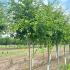 Malus Toringo Sieboldii Japanese Crab Apple 4-4.5 m buy online UK.
