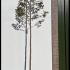 Malus Trilobata Crabapple Tree 2.5-3.1 m buy online UK.