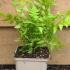 Matteuccia Struthiopteris - Ostrich or Shuttlecock Fern 25-30 cm buy online UK.