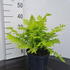 matt 20-40 cm buy online UK.