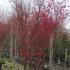 Mature Spring Ruby trees at Paramount Plants centre - buy online UK delivery