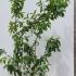 Mespilus Germanica Common Medlar 1.75-2 m buy online UK.