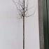 Mespilus Germanica Common Medlar 3-3.5 m buy online UK.