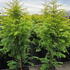 metg 1.25-1.5 m buy online UK.