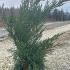 Mint Julep Juniper  30-45 cm buy online UK.