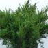 Mint Julep Juniper  80-100 cm buy online UK.