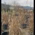 Miscanthus Cabaret Ornamental Grass 40-50 cm buy online UK.