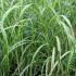 Miscanthus Cabaret ornamental grass (Miscanthus Sinensis Cabaret)