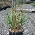 Miscanthus Sinensis Adagio Grass 50-60 cm buy online UK.