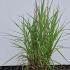 Miscanthus Sinensis Gracillimus 40-60 cm buy online UK.