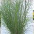 Miscanthus Sinensis Gracillimus 1.5-1.75 m buy online UK.