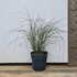 missingracillimus 60-80 cm buy online UK.