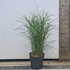 msks 60-70 cm buy online UK.