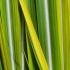 Miscanthus Sinensis Kleine Silberspinne, a pretty ornamental grass with red flowers in late summer, buy online UK delivery.