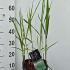 Miscanthus Sinensis Malepartus Maiden Grass 30-40 cm buy online UK.