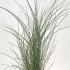 Miscanthus sinensis Morning Light 40-50 cm buy online UK.