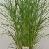 Miscanthus Sinensis Red Chief or Eulalia Red Chief Grass 80-100 cm buy online UK.