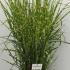 Miscanthus Sinensis Strictus Porcupine Grass 80-100 cm buy online UK.