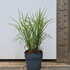 mss 60-80 cm buy online UK.