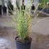 Miscanthus Sinensis Strictus Porcupine Grass 30-40 cm buy online UK.