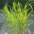 Miscanthus Sinensis var Purpurascens Grass 50-60 cm buy online UK.
