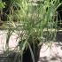 Miscanthus Sinensis Variegatus 20-30 cm buy online UK.