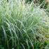 Miscanthus Sinensis Variegatus Ornamental Grass