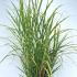 Miscanthus Sinensis Zebrinus 60-80 cm buy online UK.